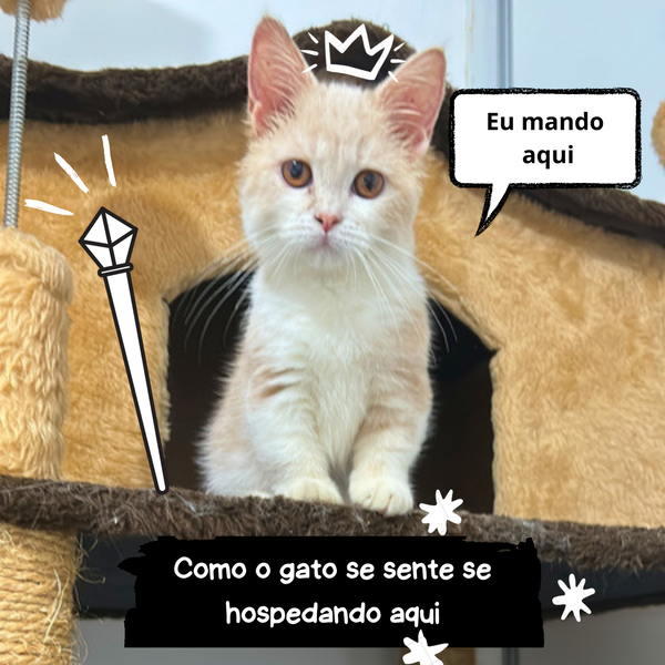 Foto da capa de Acolher Bichinhos Hotel para Cachorros e Gatos - Vila Mariana